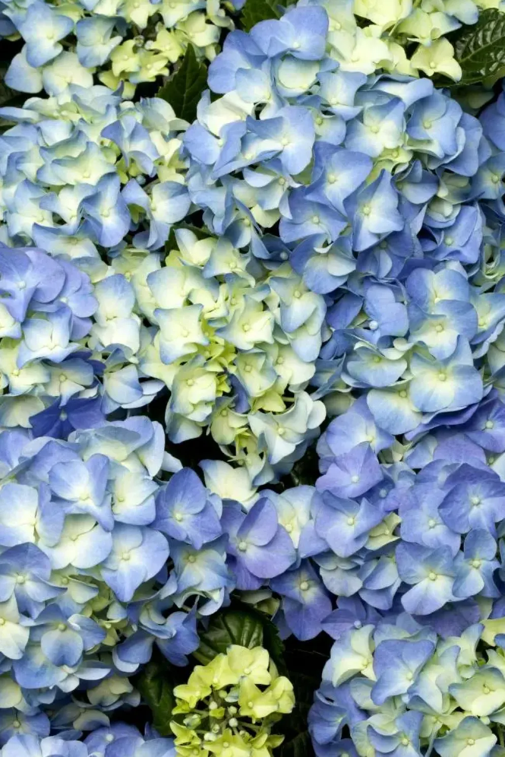 Hydrangea macrophylla (Hortensia)