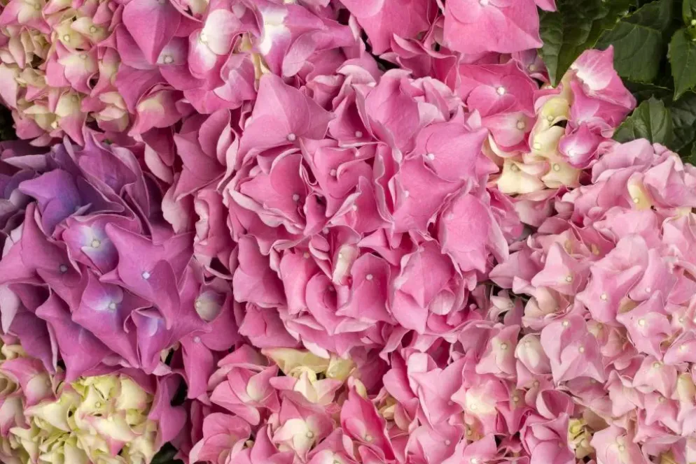 Hydrangea macrophylla (Hortensia)