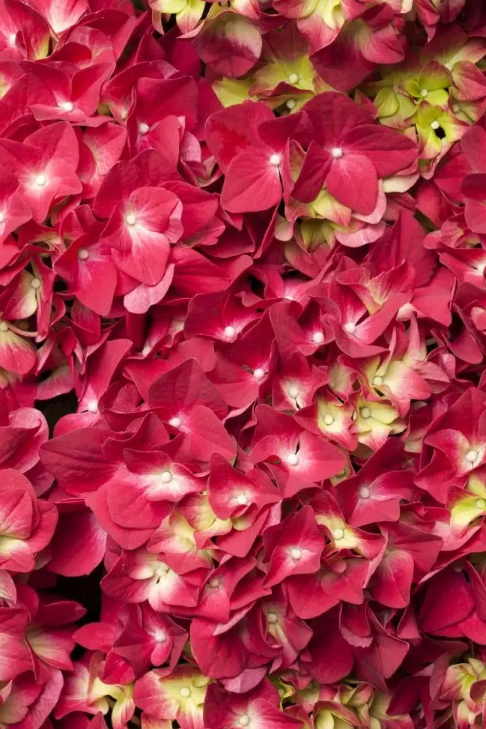 Hydrangea macrophylla (Hortensia)