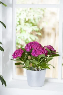 Hydrangea macrophylla (Hortensia)
