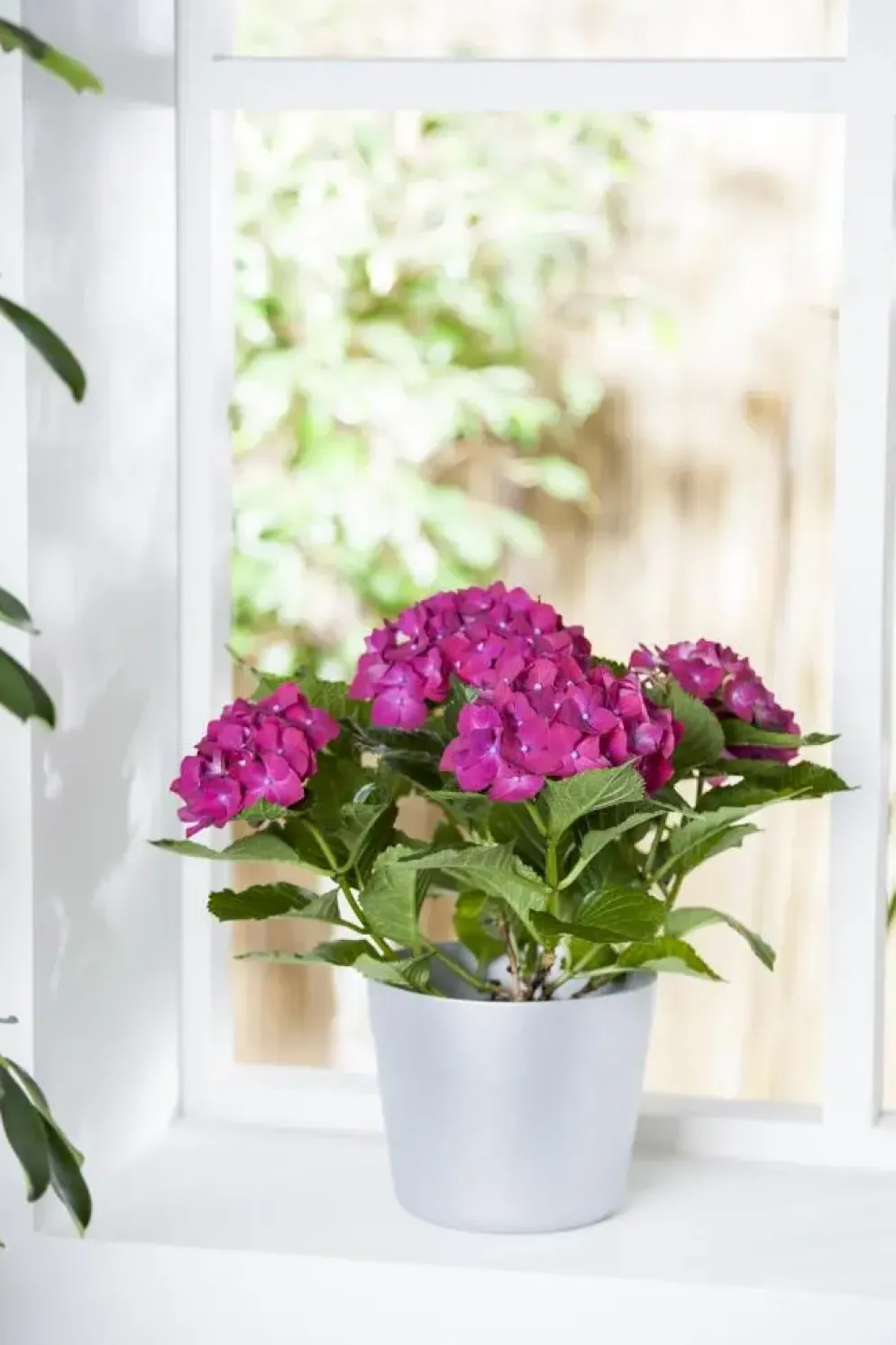 Hydrangea macrophylla (Hortensia)