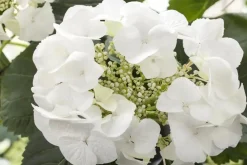 Hydrangea macrophylla (Hortensia)