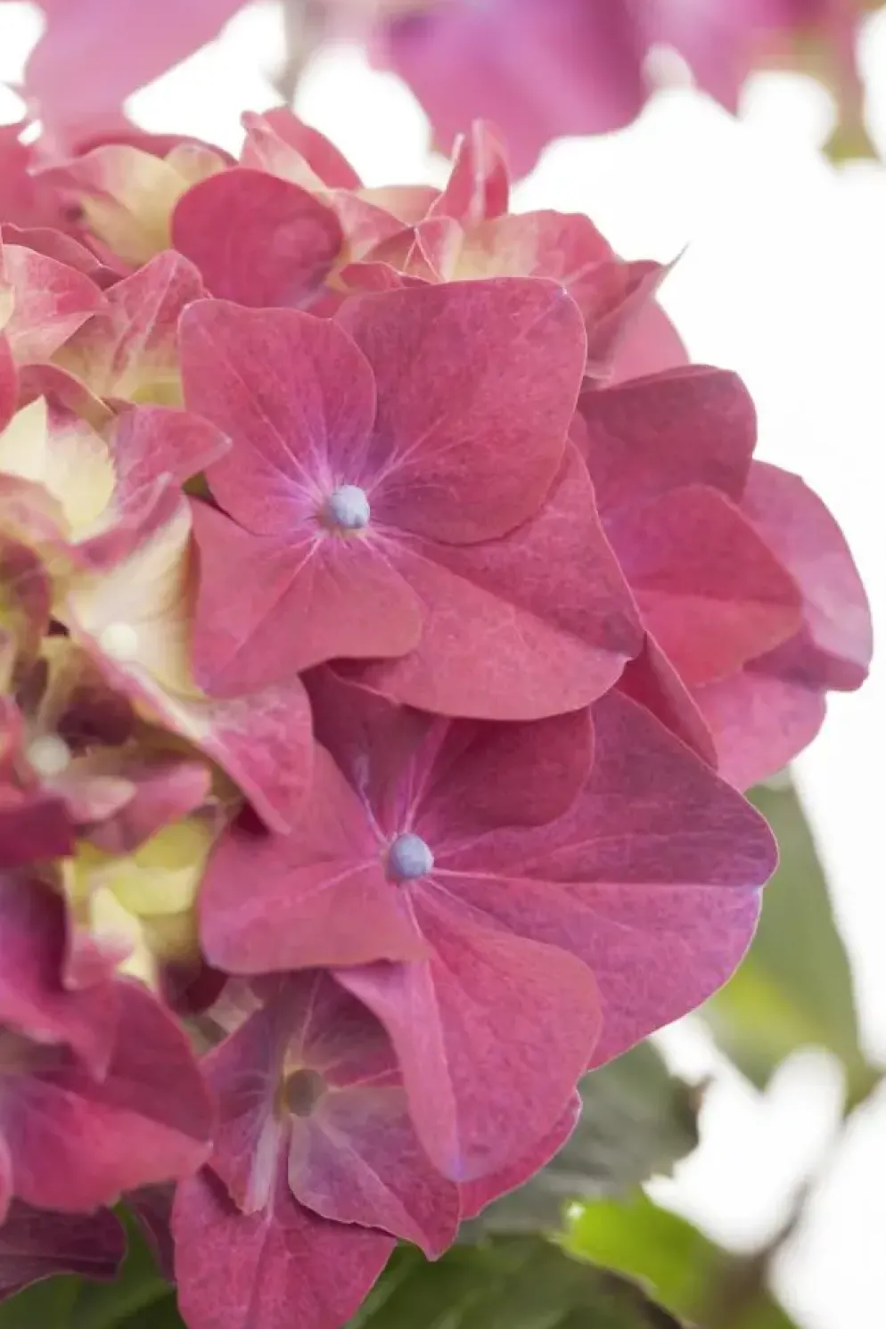 Hydrangea macrophylla (Hortensia)