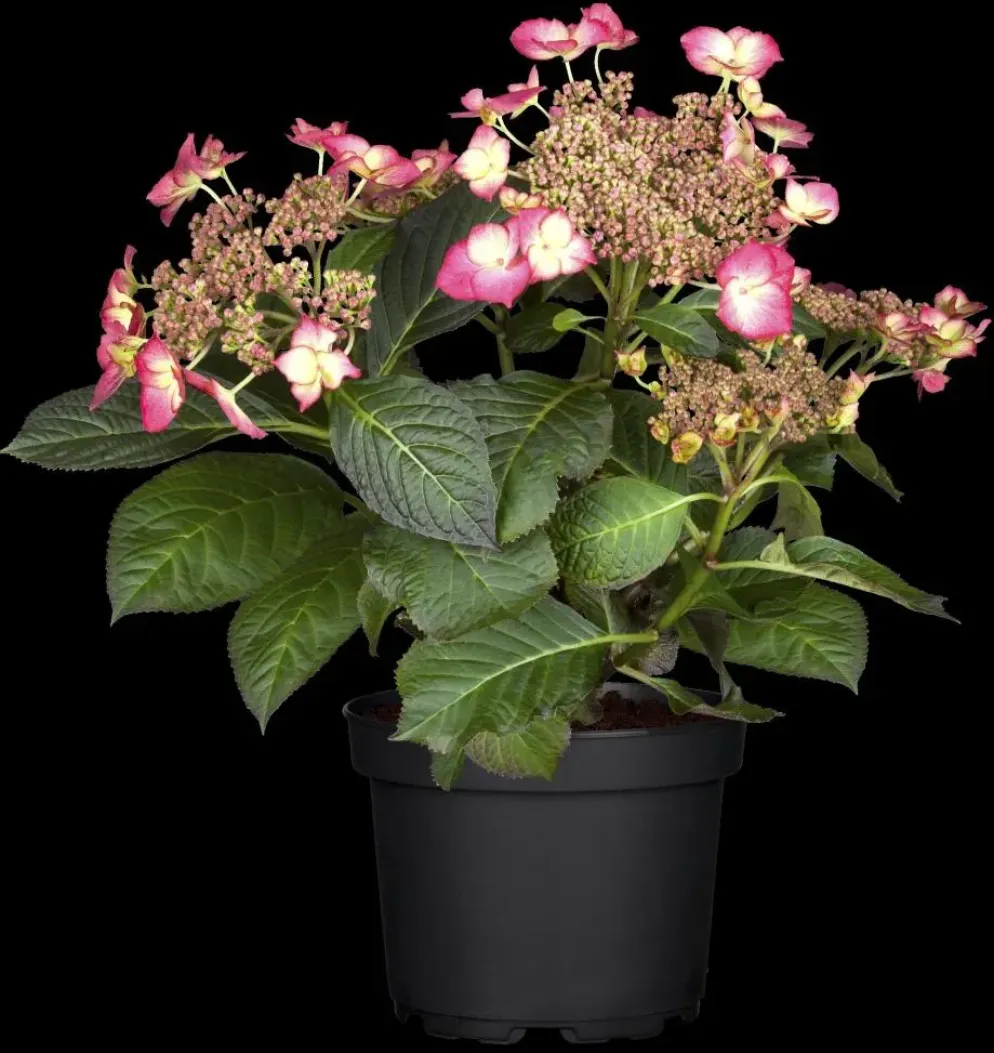 Hydrangea macrophylla (Hortensia)