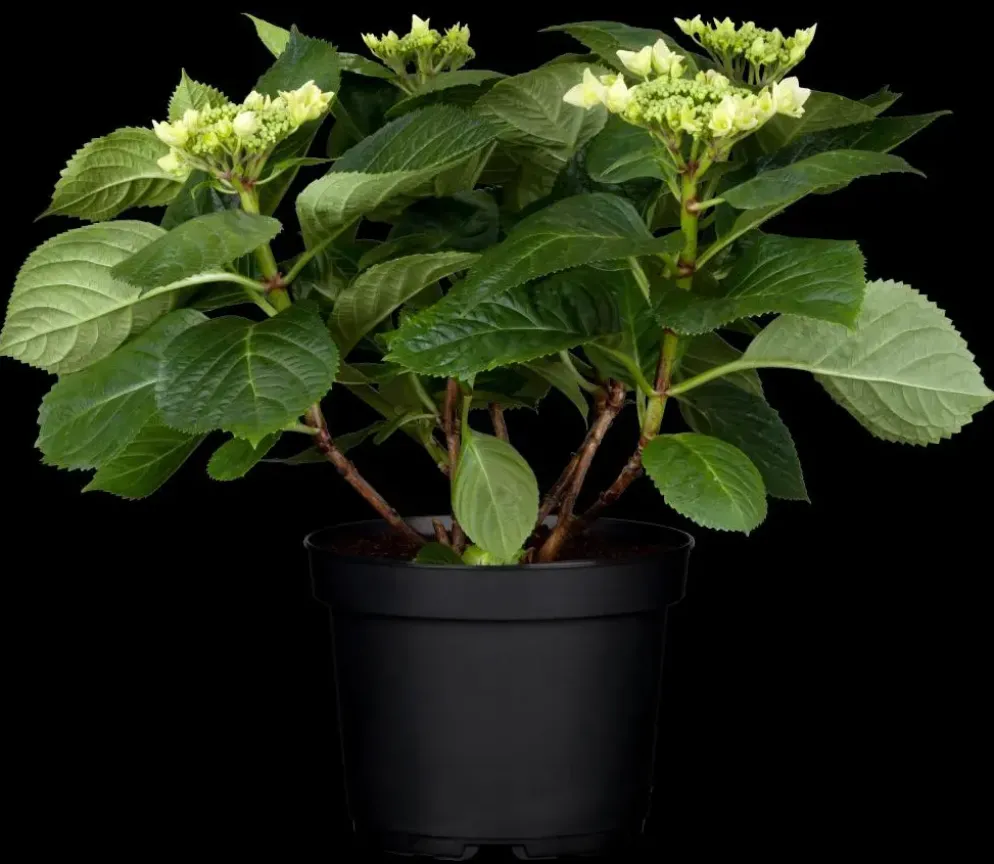Hydrangea macrophylla (Hortensia)