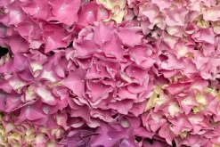 Hydrangea macrophylla (Hortensia)