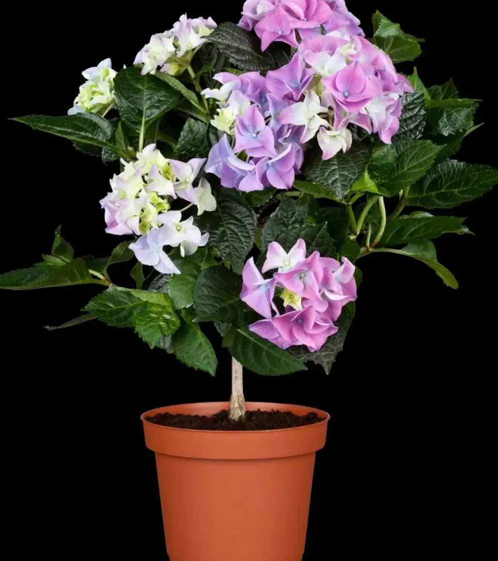 Hydrangea macrophylla (Hortensia)