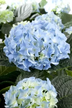 Hydrangea macrophylla (Hortensia)