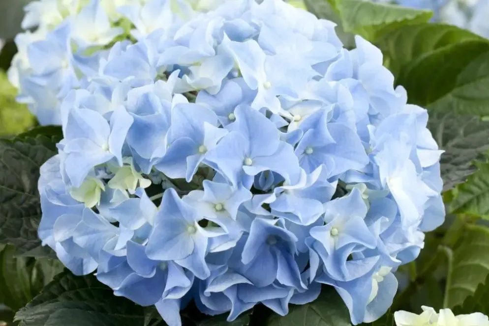 Hydrangea macrophylla (Hortensia)