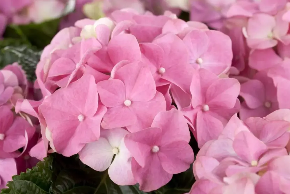 Hydrangea macrophylla (Hortensia)