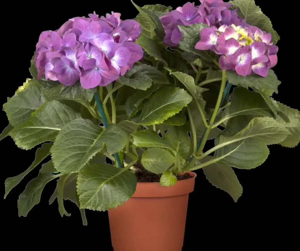 Hydrangea macrophylla (Hortensia)