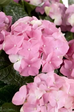 Hydrangea macrophylla (Hortensia)