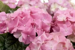 Hydrangea macrophylla (Hortensia)