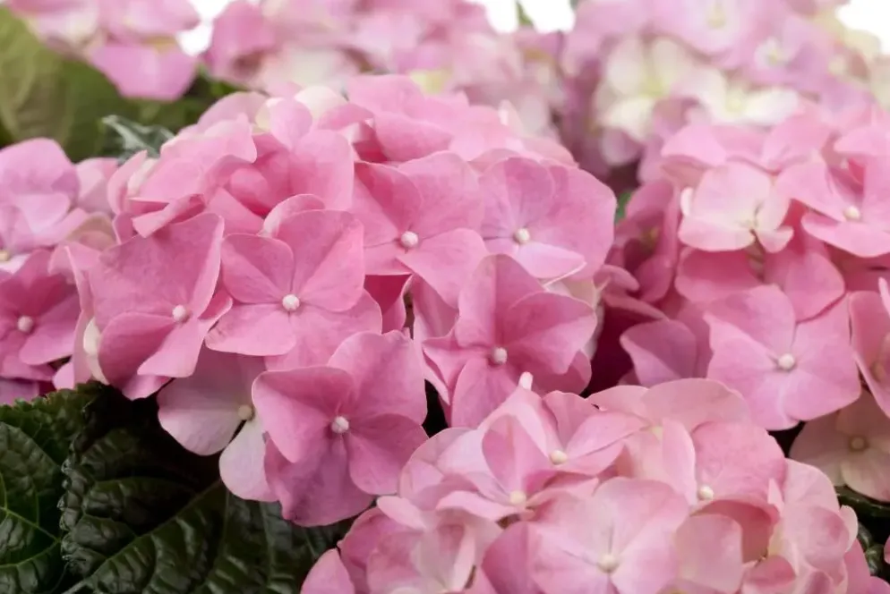 Hydrangea macrophylla (Hortensia)