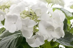 Hydrangea macrophylla (Hortensia)