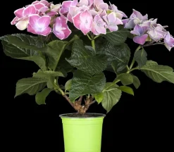 Hydrangea macrophylla (Hortensia)