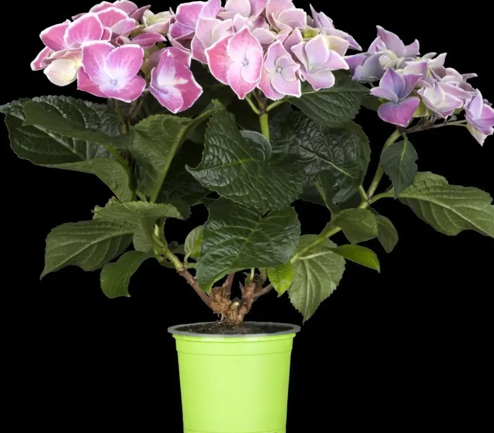 Hydrangea macrophylla (Hortensia)