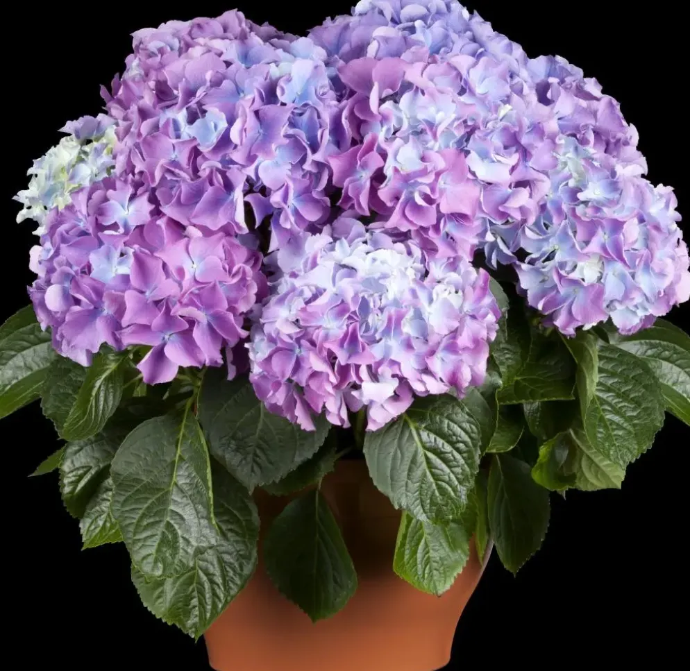 Hydrangea macrophylla (Hortensia)