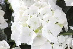 Hydrangea macrophylla (Hortensia)