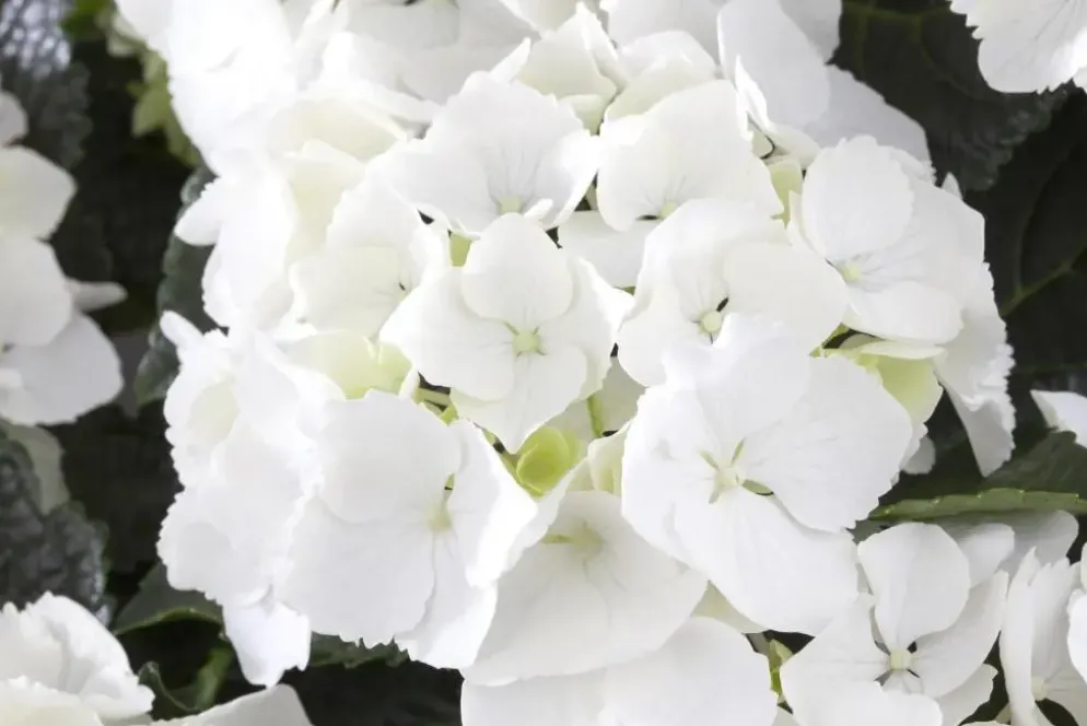 Hydrangea macrophylla (Hortensia)