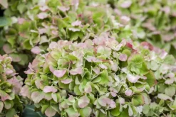 Hydrangea macrophylla (Hortensia)