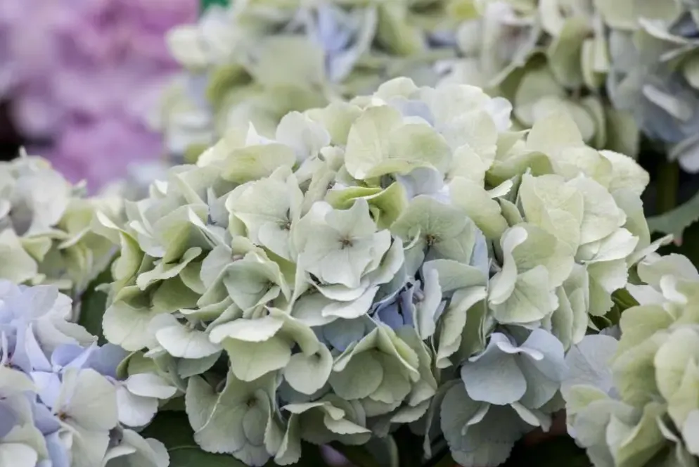Hydrangea macrophylla (Hortensia)