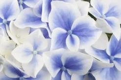 Hydrangea macrophylla (Hortensia)