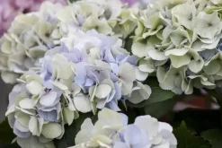Hydrangea macrophylla (Hortensia)