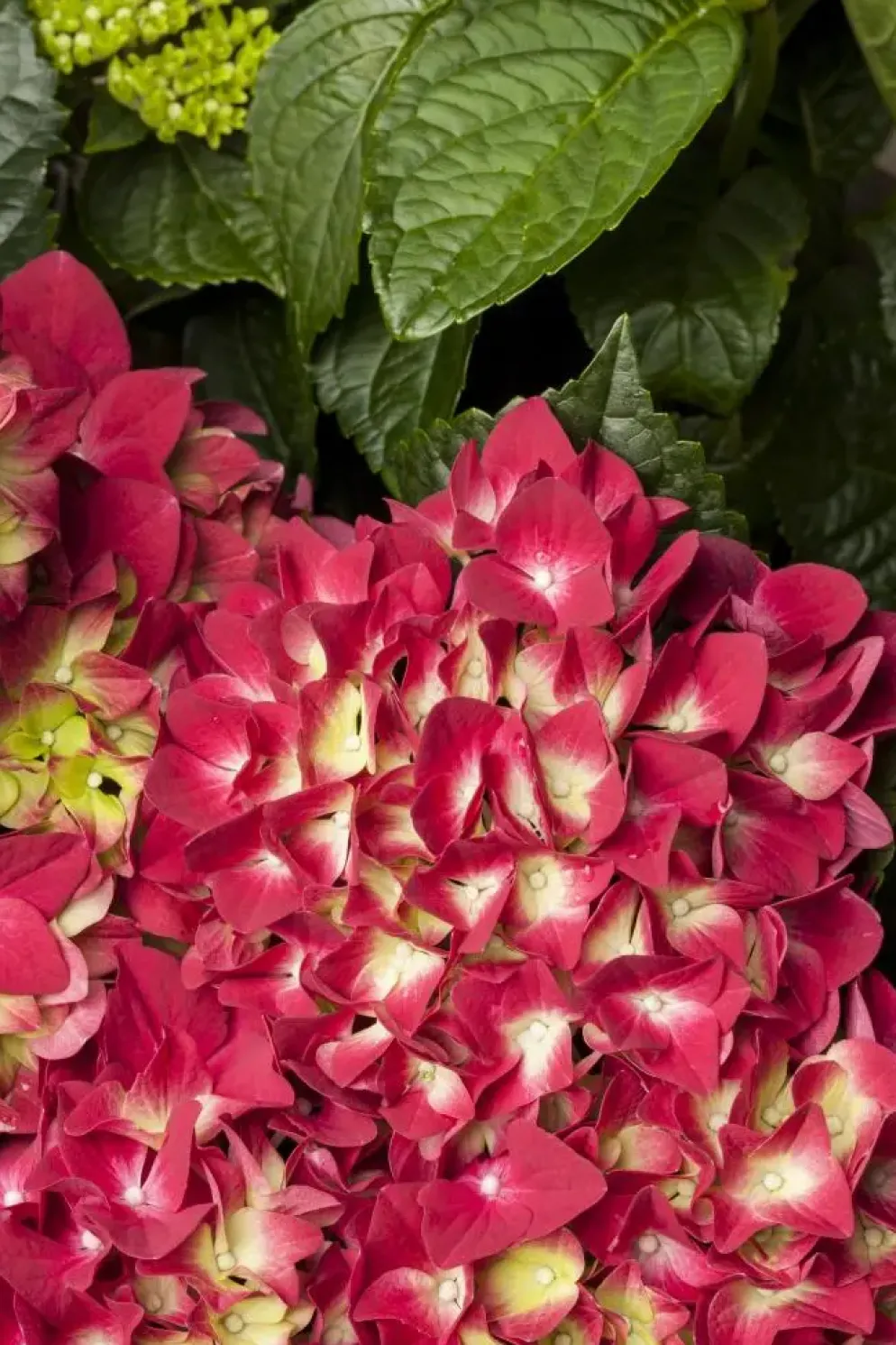 Hydrangea macrophylla (Hortensia)