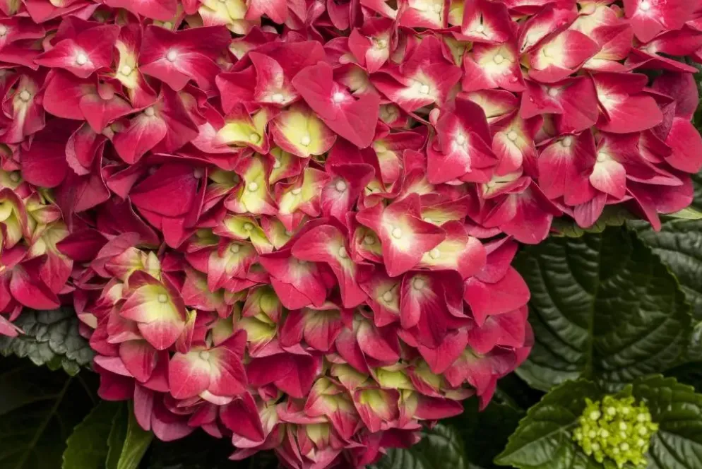 Hydrangea macrophylla (Hortensia)