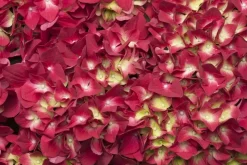 Hydrangea macrophylla (Hortensia)