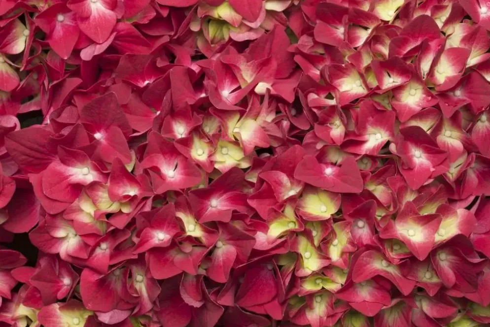 Hydrangea macrophylla (Hortensia)
