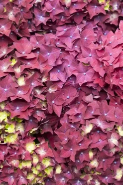 Hydrangea macrophylla (Hortensia)