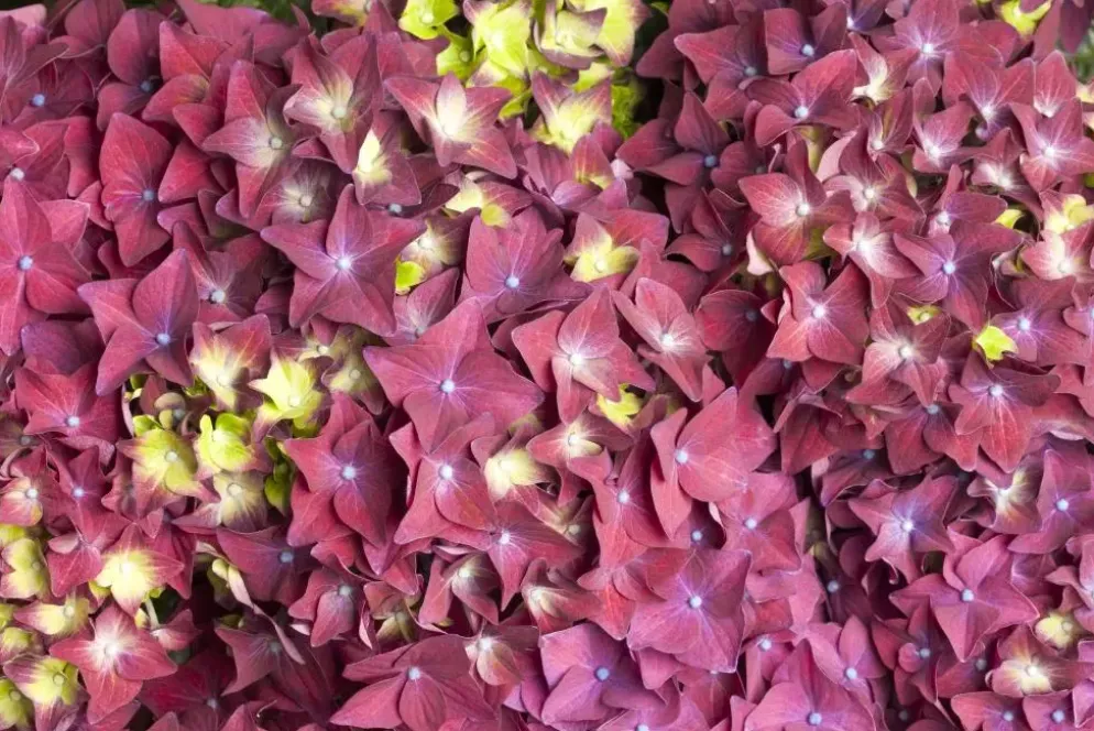 Hydrangea macrophylla (Hortensia)