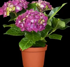 Hydrangea macrophylla (Hortensia)