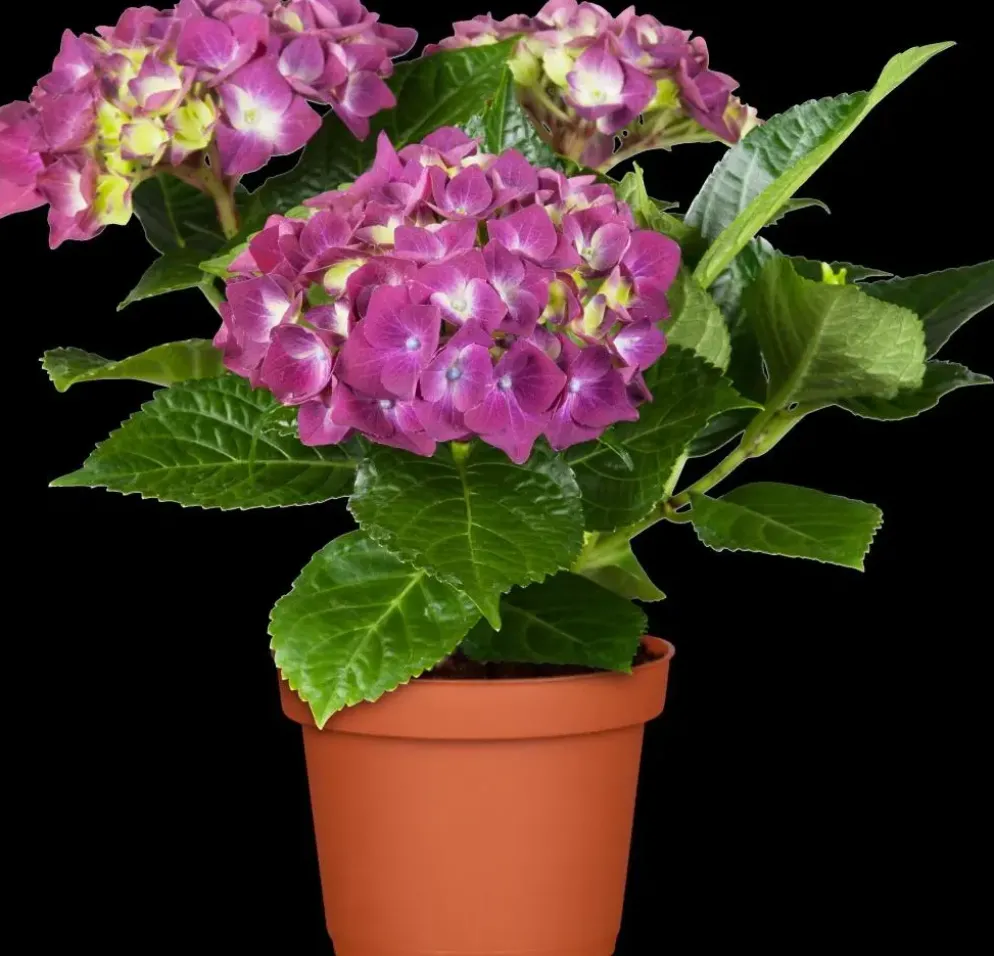 Hydrangea macrophylla (Hortensia)