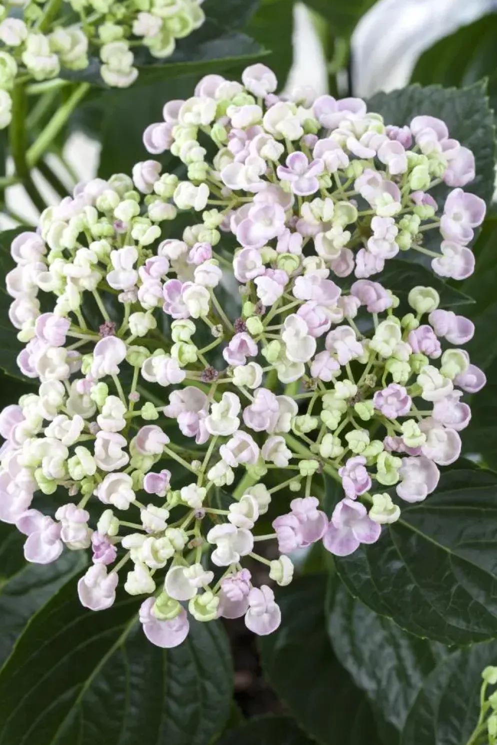 Hydrangea macrophylla (Hortensia)