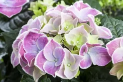 Hydrangea macrophylla (Hortensia)