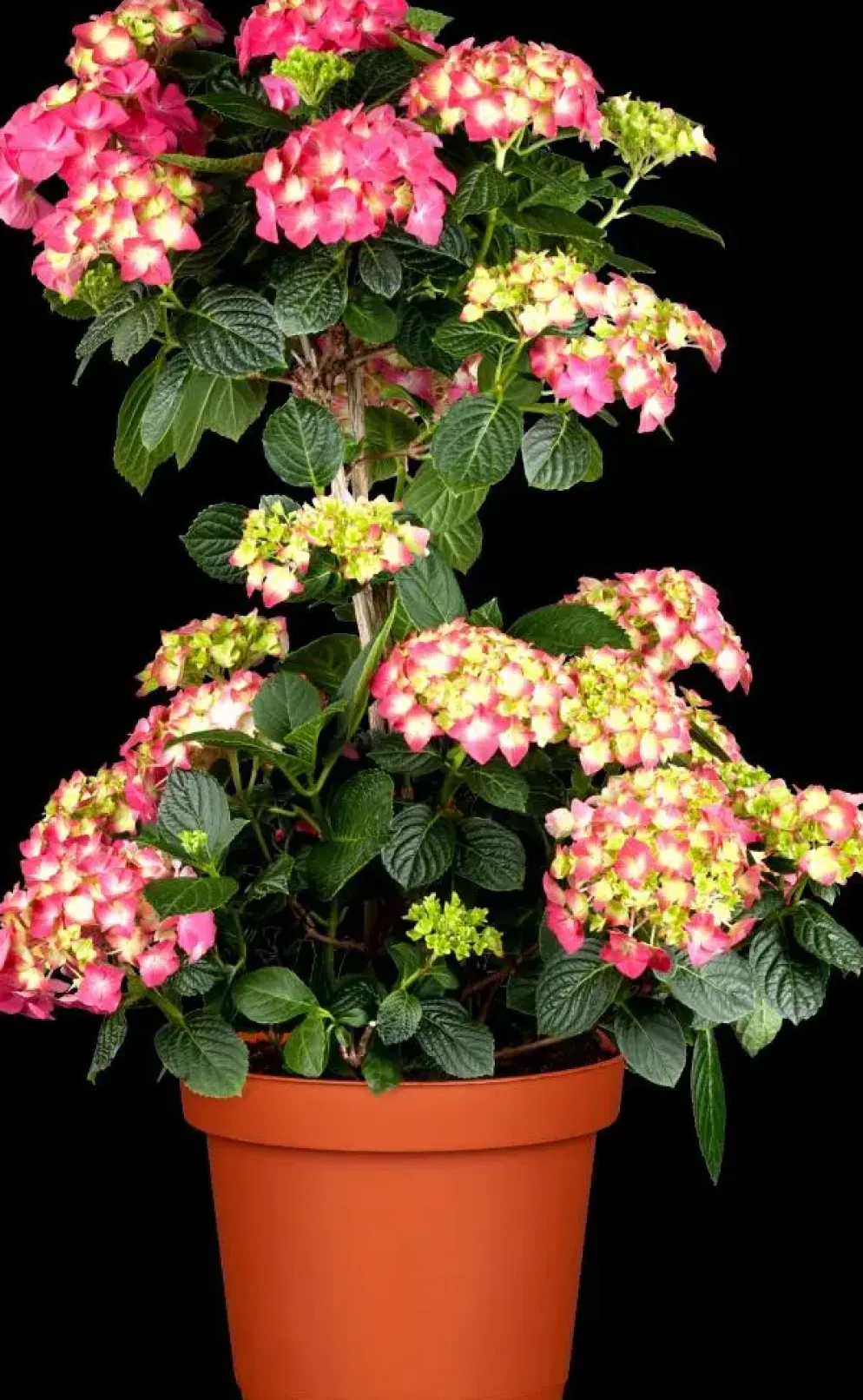 Hydrangea macrophylla (Hortensia)