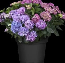 Hydrangea macrophylla (Hortensia)
