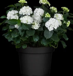 Hydrangea macrophylla (Hortensia)