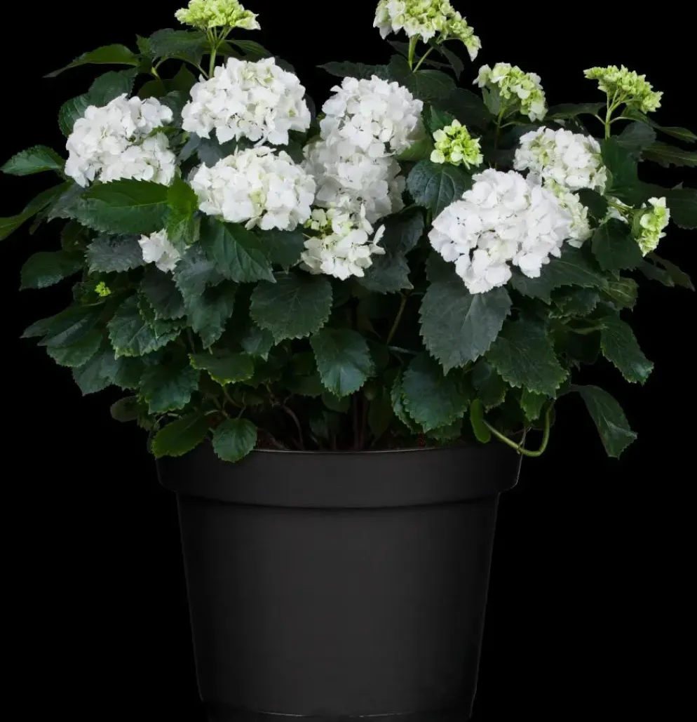 Hydrangea macrophylla (Hortensia)