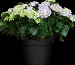Hydrangea macrophylla (Hortensia)