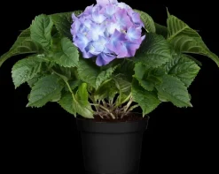 Hydrangea macrophylla (Hortensia)