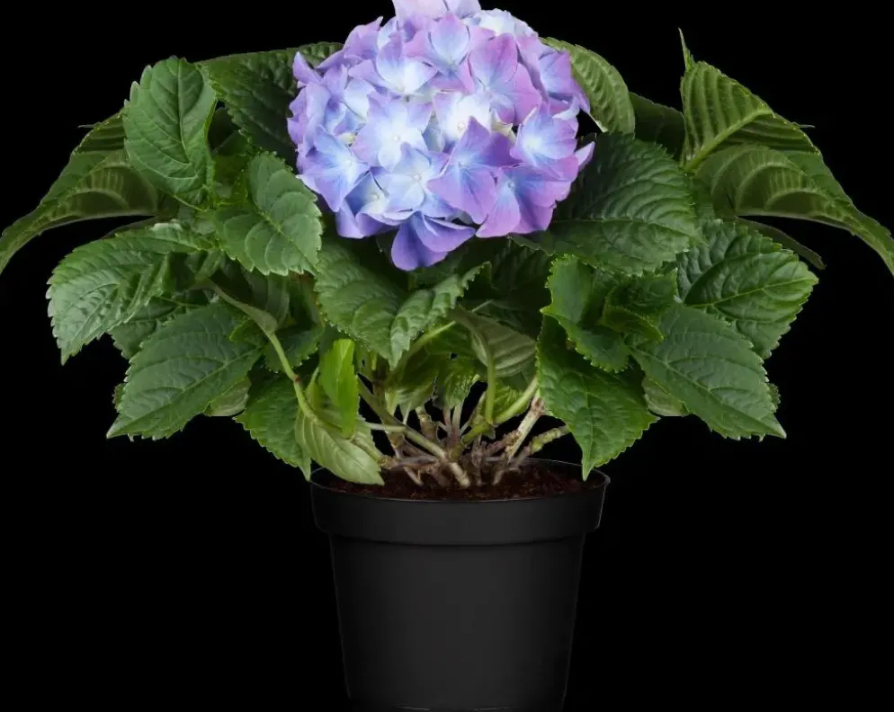 Hydrangea macrophylla (Hortensia)