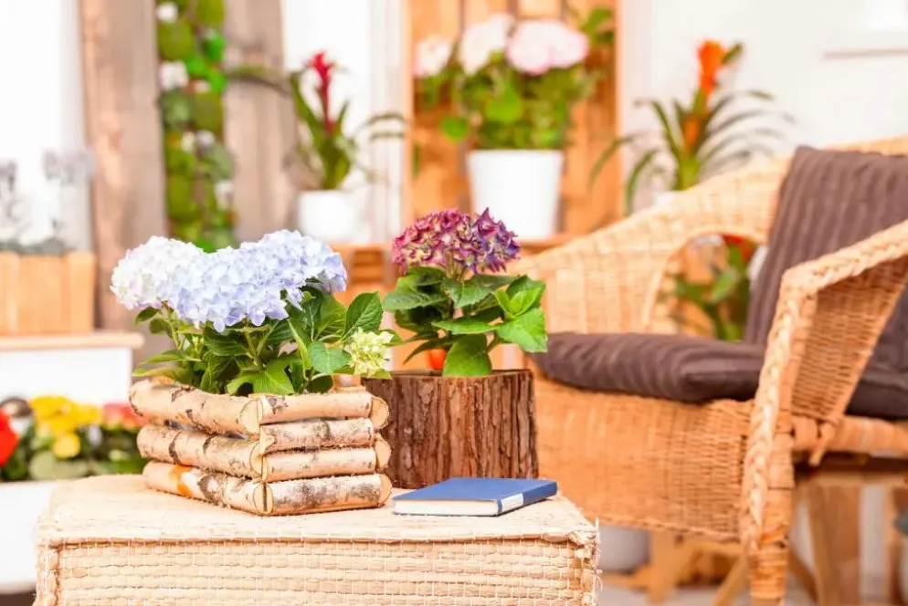Hydrangea macrophylla (Hortensia)