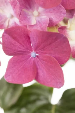 Hydrangea macrophylla (Hortensia)