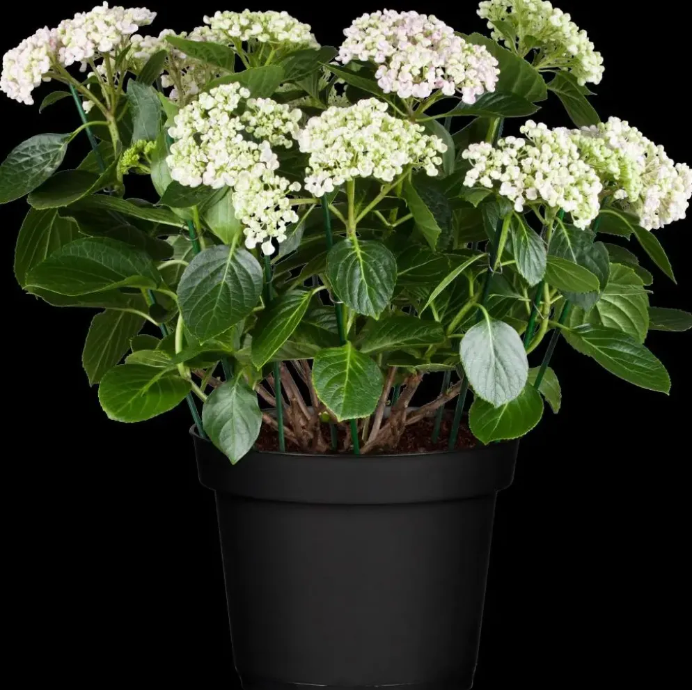 Hydrangea macrophylla (Hortensia)