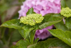 Hydrangea macrophylla (Hortensia)