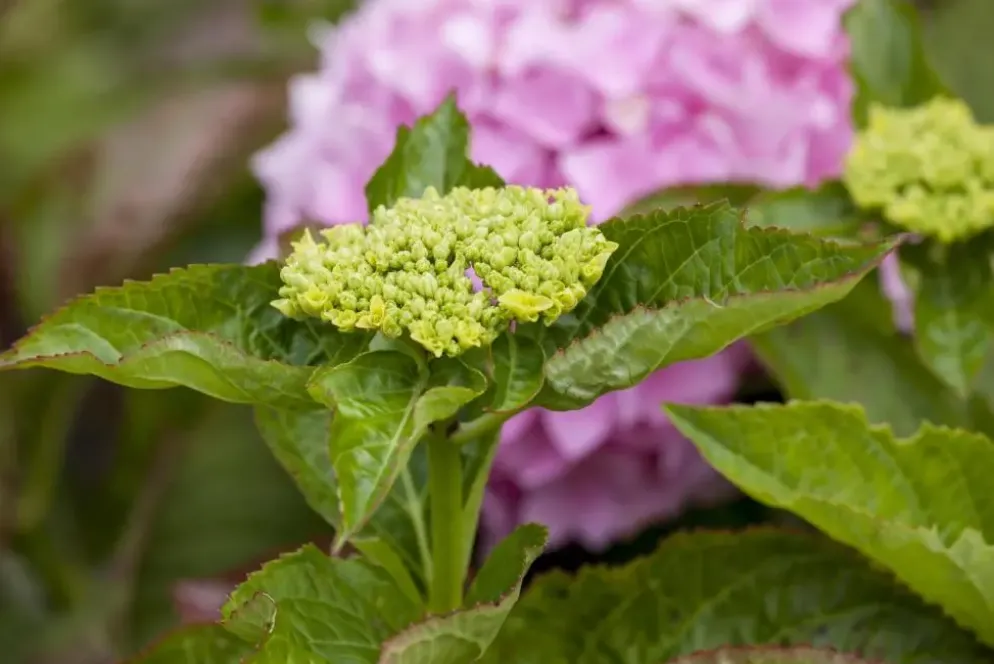 Hydrangea macrophylla (Hortensia)